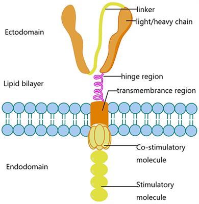 CAR-T treatment for cancer: prospects and challenges